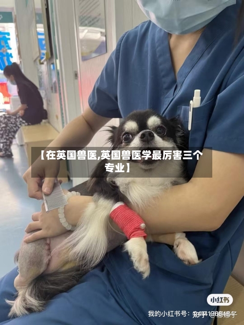 【在英国兽医,英国兽医学最厉害三个专业】