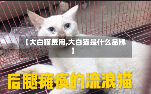 【大白猫费用,大白猫是什么品牌】