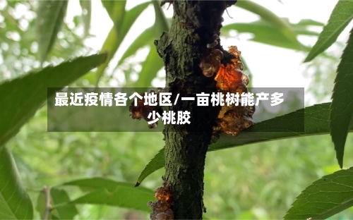 最近疫情各个地区/一亩桃树能产多少桃胶-第2张图片