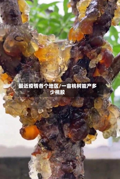 最近疫情各个地区/一亩桃树能产多少桃胶