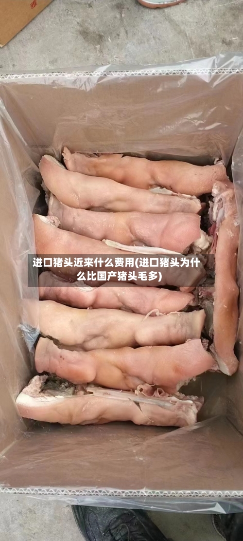 进口猪头近来什么费用(进口猪头为什么比国产猪头毛多)