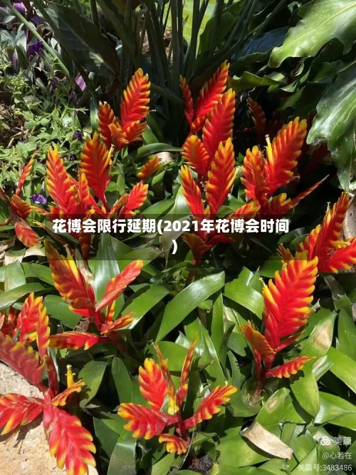花博会限行延期(2021年花博会时间)-第3张图片