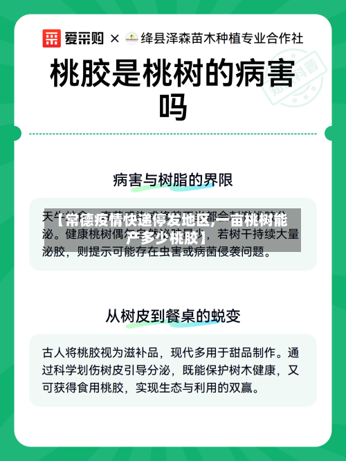 【常德疫情快递停发地区,一亩桃树能产多少桃胶】-第3张图片