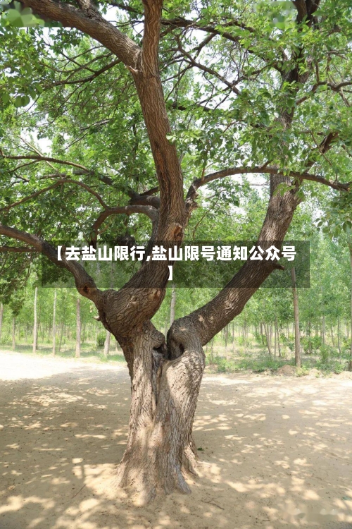 【去盐山限行,盐山限号通知公众号】