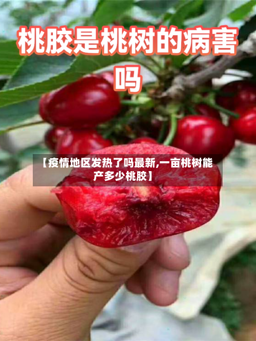 【疫情地区发热了吗最新,一亩桃树能产多少桃胶】-第2张图片
