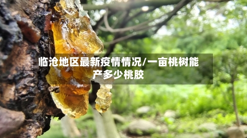 临沧地区最新疫情情况/一亩桃树能产多少桃胶-第3张图片