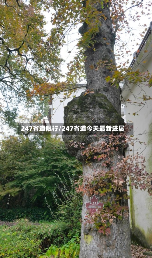 247省道限行/247省道今天最新进展-第2张图片