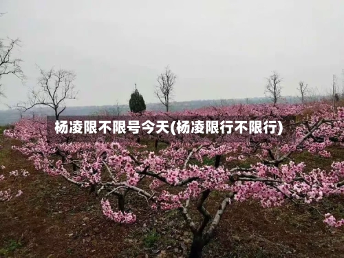 杨凌限不限号今天(杨凌限行不限行)-第3张图片