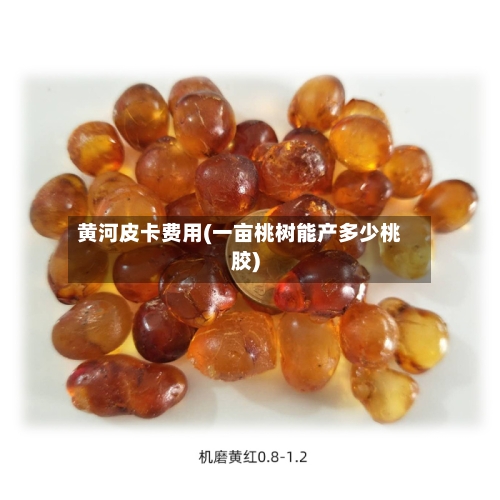 黄河皮卡费用(一亩桃树能产多少桃胶)