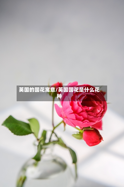 英国的国花寓意/英国国花是什么花种