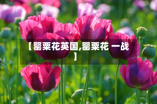 【罂粟花英国,罂粟花 一战】