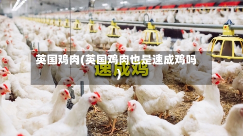 英国鸡肉(英国鸡肉也是速成鸡吗)