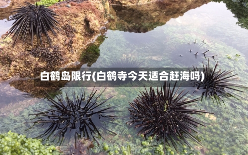 白鹤岛限行(白鹤寺今天适合赶海吗)-第3张图片