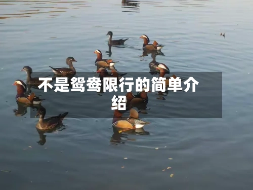 不是鸳鸯限行的简单介绍-第2张图片