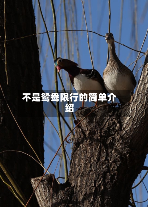 不是鸳鸯限行的简单介绍-第3张图片
