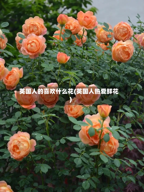 英国人的喜欢什么花(英国人热爱鲜花)