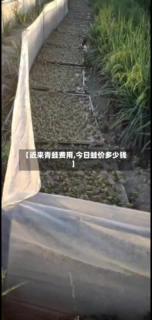 【近来青蛙费用,今日蛙价多少钱】