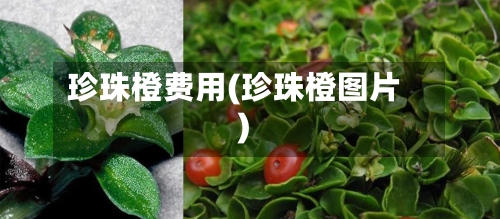 珍珠橙费用(珍珠橙图片)-第3张图片