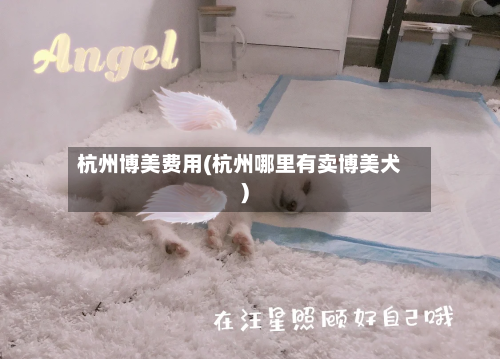 杭州博美费用(杭州哪里有卖博美犬)-第2张图片