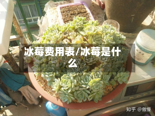 冰莓费用表/冰莓是什么