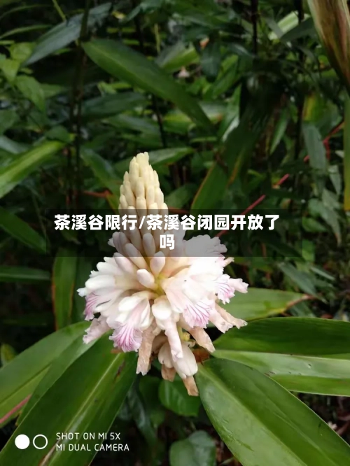 茶溪谷限行/茶溪谷闭园开放了吗-第2张图片
