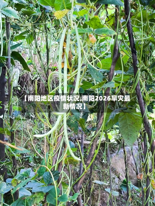 【南阳地区疫情状况,南阳2026旱灾最新情况】-第2张图片