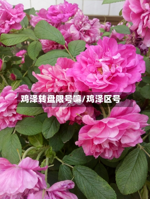 鸡泽转盘限号嘛/鸡泽区号-第2张图片