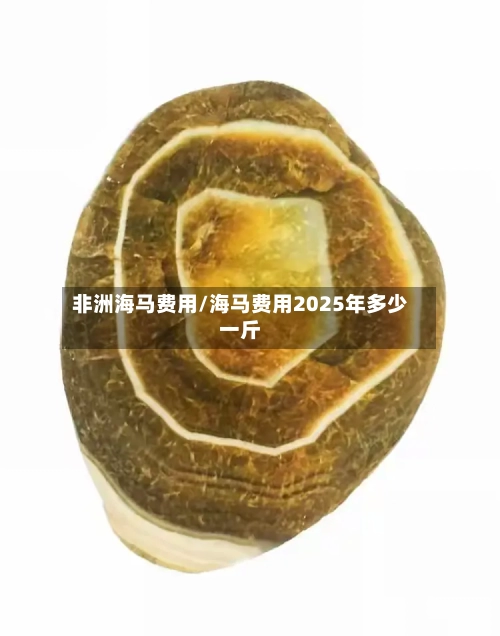 非洲海马费用/海马费用2025年多少一斤-第3张图片