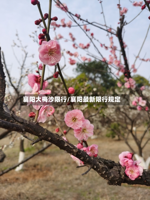 襄阳大梅沙限行/襄阳最新限行规定