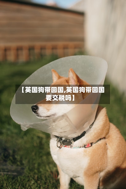 【英国狗带回国,英国狗带回国要交税吗】