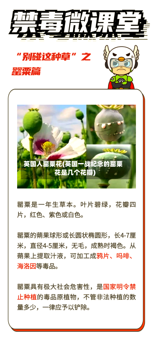 英国人罂粟花(英国一战纪念的罂粟花是几个花瓣)-第3张图片