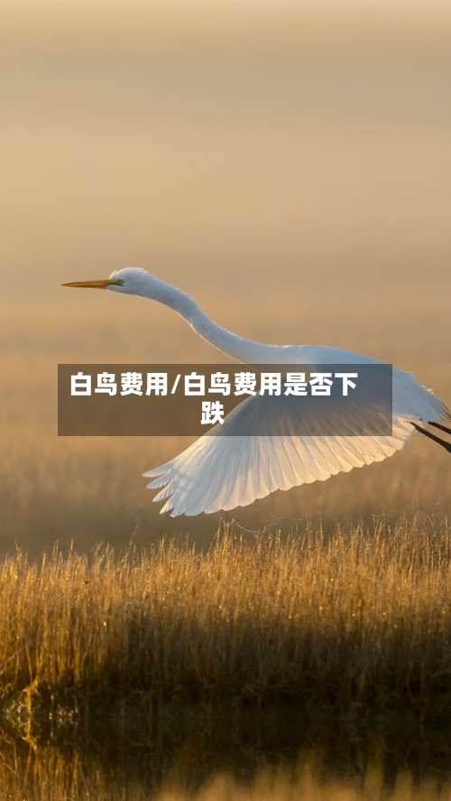 白鸟费用/白鸟费用是否下跌