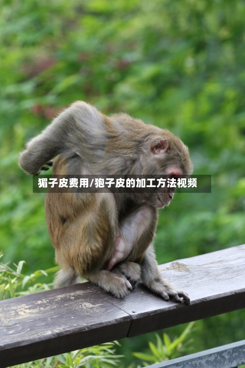 猸子皮费用/狍子皮的加工方法视频