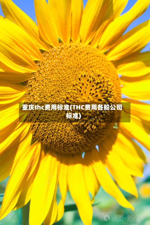 重庆thc费用标准(THC费用各船公司标准)-第3张图片
