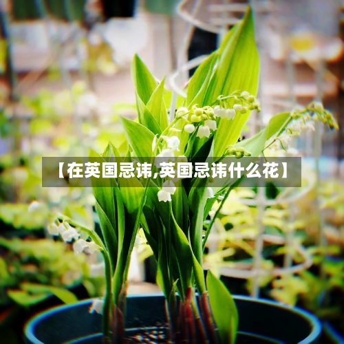 【在英国忌讳,英国忌讳什么花】