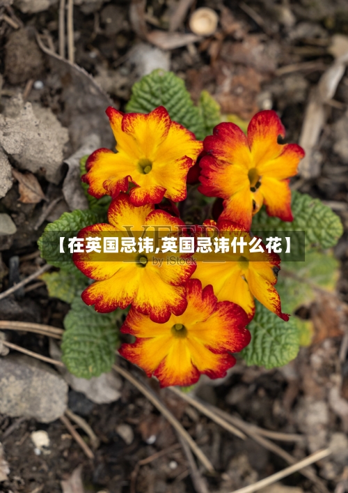 【在英国忌讳,英国忌讳什么花】-第2张图片