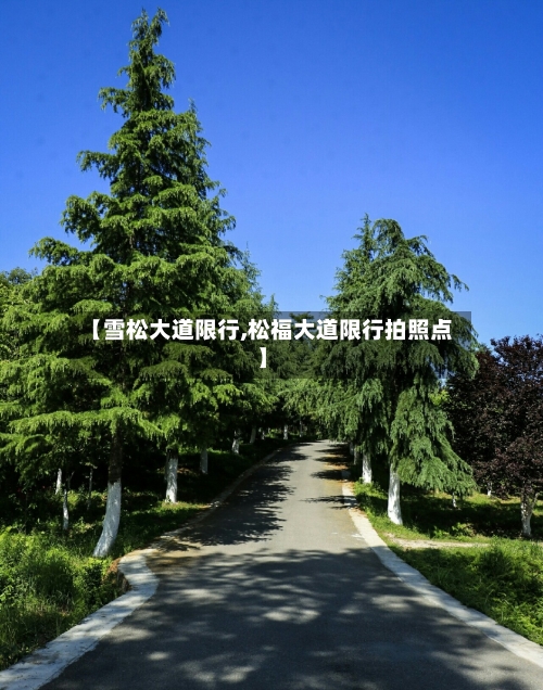 【雪松大道限行,松福大道限行拍照点】