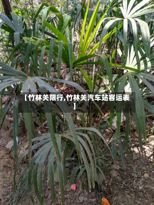 【竹林关限行,竹林关汽车站客运表】-第2张图片